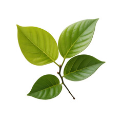 Fototapeta premium green leaves branch isolated on white background