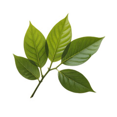 Obraz premium green leaves isolated on white background