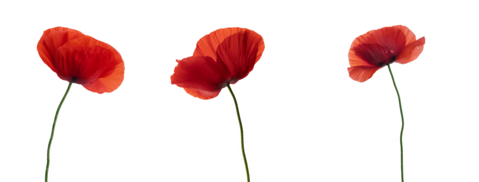 red poppy flowers, isolated on white background