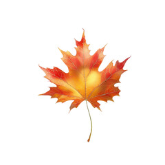 autumn maple leaf white background