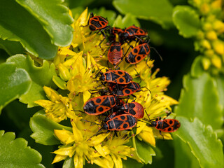 Aggregation der Gemeinen Feuerwanze aus Imagines und Nymphen auf einer gelben Blüte