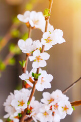 A branch with blooming white spring flowers of Prunus tomentosa