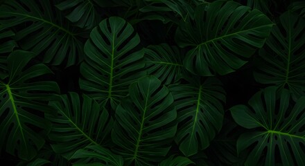 Tropical Monstera Leaves Pattern with Dark Green Jungle Background