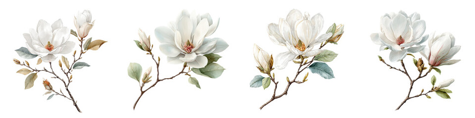 Fototapeta premium Delicate white magnolia flowers blooming on branches