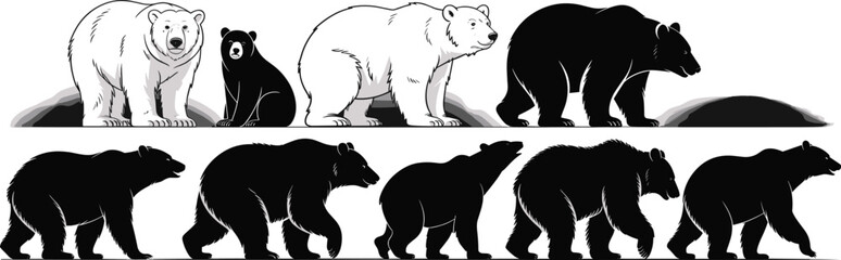 Bear silhouette and vector illustration collection, polar and black bears walking and standing, animal wildlife graphic art for print design.