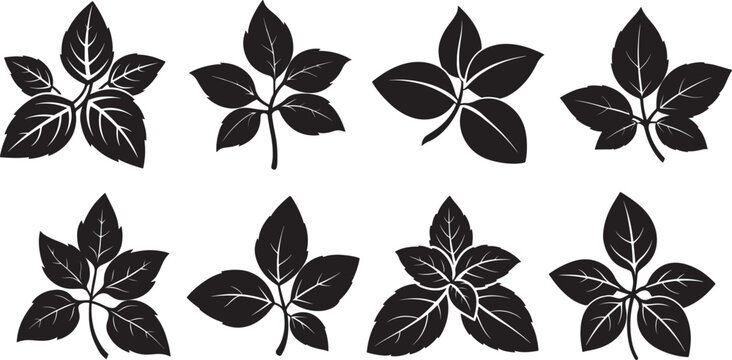 set of basil leaves silhouette, black and white silhouette, vector and illustration