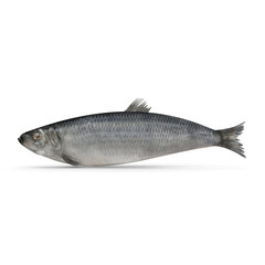 Whole Raw Herring Fish Isolated on Transparent Background