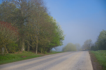 Fototapeta premium Quiet, fog-covered country road stretches into the distance, surrounded by trees and lush greenery.