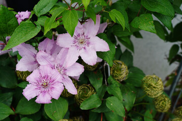 pink and white flowers