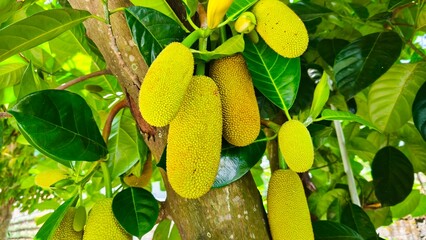 jackfruit on the tree