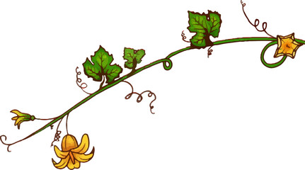 Pumpkin Plant Vine and Flower

