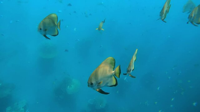 longfin batfish