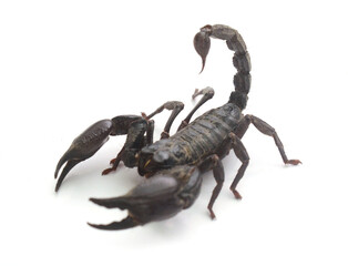 Scorpion ready to fight on white background