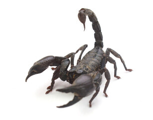 Scorpion ready to fight on white background