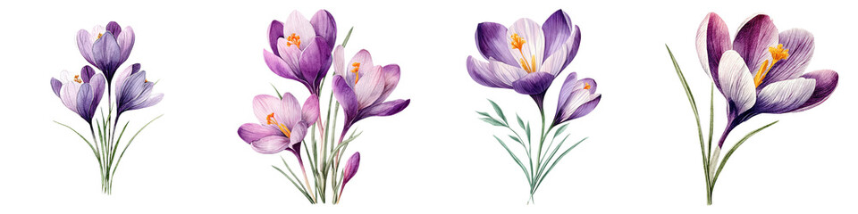 Vibrant purple crocus flowers in bloom