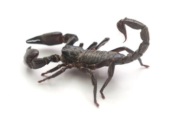 Emperor Scorpion, Pandinus imperator, 1 year old, in front of white background