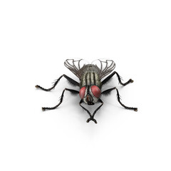 Common House Fly Insect Isolated on Transparent Background