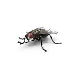 Common House Fly Insect Isolated on Transparent Background