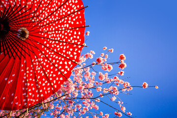 赤い和傘と桜