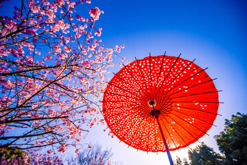 赤い和傘と桜