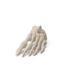Human Foot Bones Anatomical Structure Isolated on Transparent Background