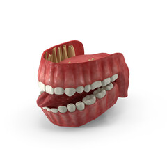 Human Gums with Teeth and Tongue Anatomical Model Isolated on Transparent Background