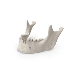 White Human Jawbone (Mandible) Anatomical Model Isolated on Transparent Background