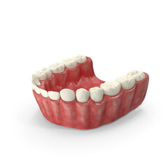 Human Mouth Lower Jaw (Mandible) with Teeth and Gums Isolated on Transparent Background