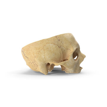 Human Skull Model with Removable Calvaria Piece Isolated on Transparent Background