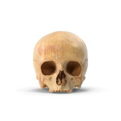 Realistic Human Skull with Full Cranial and Facial Structure Isolated on Transparent Background