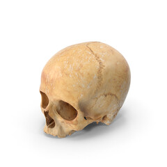Realistic Human Skull with Full Cranial and Facial Structure Isolated on Transparent Background