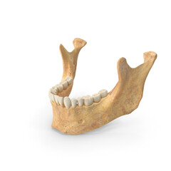 Human Female Jawbone (Mandible) with Teeth Isolated on Transparent Background