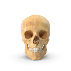 Human Female Skull with Teeth Anatomical Model Isolated on Transparent Background