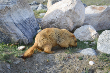 Himalayan Marmots (Marmota Himalayana) found in Himalayas