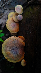 mushrooms on the dead tree