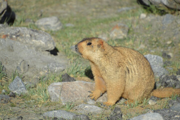 Himalayan Marmots (Marmota Himalayana) found in Himalayas