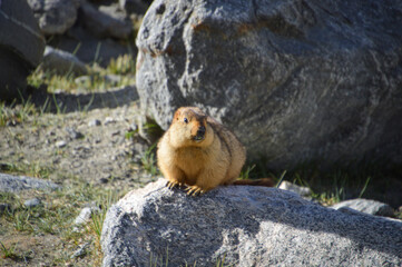 Himalayan Marmots (Marmota Himalayana) found in Himalayas