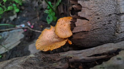 decaying stumps with mushrooms that have a bright orange color