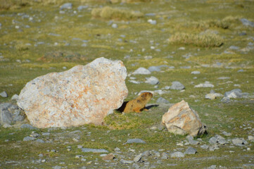 Himalayan Marmots (Marmota Himalayana) found in Himalayas