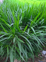 elephant grass cultivation for animal feed