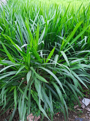 a tall robust tropical African grass 