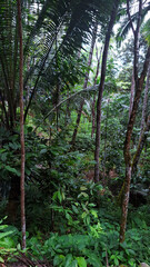 wild plants in the jungle