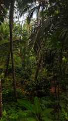 tropical forest in the morning
