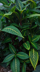 close up of green leaves
