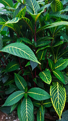 close up of a tropical plant
