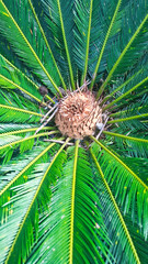palm tree leaves textured background