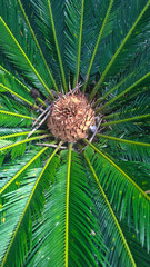 close up of a pine cone
