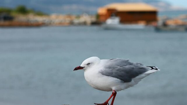 Seagulls in Wellington, New Zealand