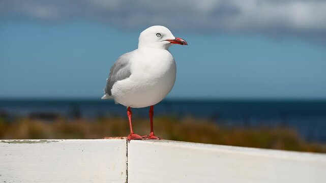 Seagulls in Wellington, New Zealand