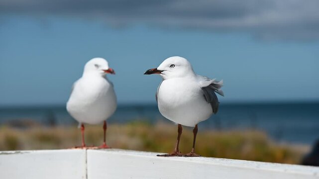 Seagulls in Wellington, New Zealand